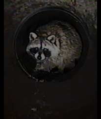 raccoon