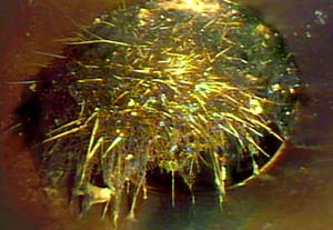 a mass of roots blocking the pipeline